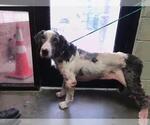 Small Great Dane Mix