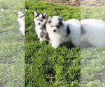 Small Photo #4 Pomsky Puppy For Sale in MCMINNVILLE, OR, USA