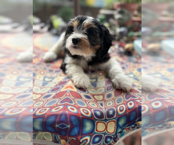 Medium Photo #2 Cavachon Puppy For Sale in OLYMPIA, WA, USA