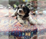 Small Photo #18 Cavachon Puppy For Sale in OLYMPIA, WA, USA