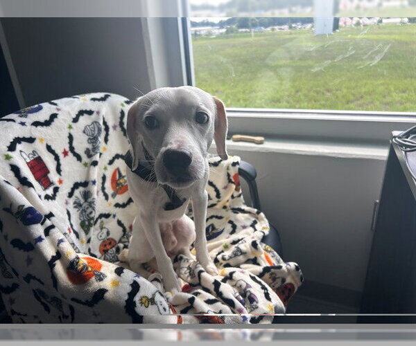 Medium Photo #2 Mutt Puppy For Sale in Ocala, FL, USA
