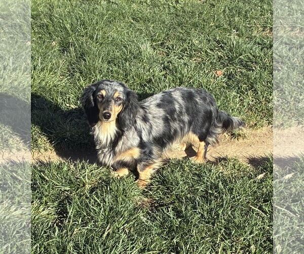 Medium Photo #1 Dachshund Puppy For Sale in Hesperia, CA, USA