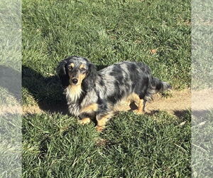 Dachshund Dogs for adoption in Hesperia, CA, USA