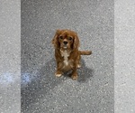 Small Photo #1 Cavapoo Puppy For Sale in GUTHRIE, KY, USA