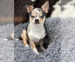 Chihuahua Puppy for Sale in PITTSFORD, New York USA