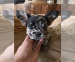 Small #3 French Bulldog