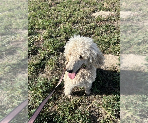 Medium Photo #3 Poodle (Standard) Puppy For Sale in CALDWELL, ID, USA