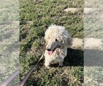 Small Photo #3 Poodle (Standard) Puppy For Sale in CALDWELL, ID, USA