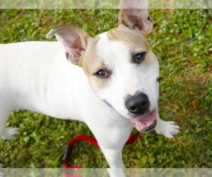 American Staffordshire Terrier-Unknown Mix Dogs for adoption in Tallahassee, FL, USA