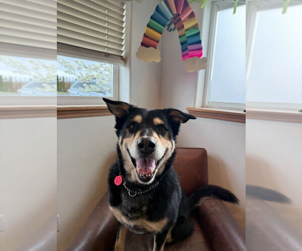 Medium Photo #6 Mutt Puppy For Sale in Bellingham, WA, USA