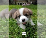 Puppy Buck Red Coll Pembroke Welsh Corgi