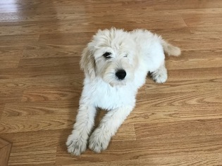 Goldendoodle Puppy for sale in SHEPHERD, MI, USA
