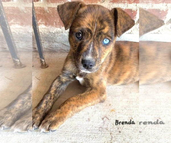 Medium Photo #1 Mountain Cur-Unknown Mix Puppy For Sale in Oakhurst, NJ, USA
