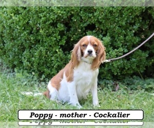 Mother of the Cavapoo puppies born on 03/11/2025
