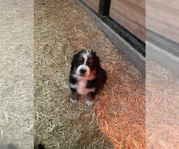 Medium Photo #4 Bernese Mountain Dog Puppy For Sale in FRANKTOWN, CO, USA