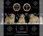 Small Photo #114 Maltipoo Puppy For Sale in WARSAW, IN, USA