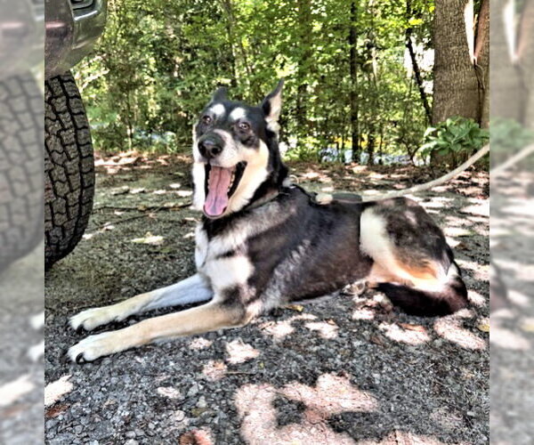 Medium Photo #6 German Shepherd Dog-Unknown Mix Puppy For Sale in Rutherfordton, NC, USA