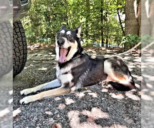 Millie - Female German Shepherd Dog-Unknown Mix Dog for Adoption - Photo #6