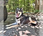 Small #5 German Shepherd Dog Mix