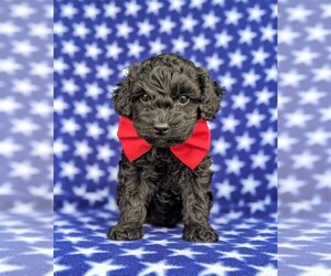 Cock-A-Poo Puppy for sale in LINCOLN UNIV, PA, USA