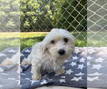 Small #4 Maltese
