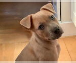 Small #3 Mutt