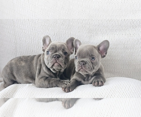 Medium Photo #2 French Bulldog Puppy For Sale in MIAMI, FL, USA