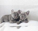 Small #1 French Bulldog