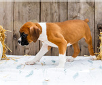 Small #6 Boxer
