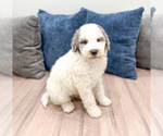 Small Photo #10 Sheepadoodle Puppy For Sale in MILLERSBURG, OH, USA