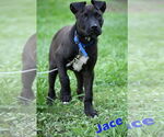 Small #3 Labrador Retriever Mix