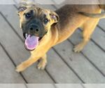 Small #1 Mutt