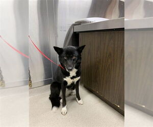 Siberian Husky-Unknown Mix Dogs for adoption in Fairbanks, AK, USA