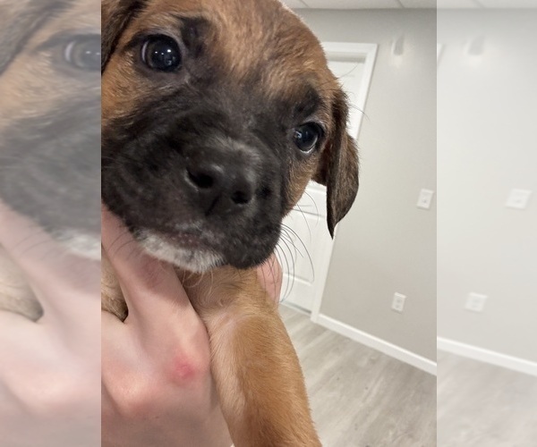 Medium Photo #3 American Pit Bull Terrier-Black Mouth Cur Mix Puppy For Sale in QUAKER HILL, CT, USA