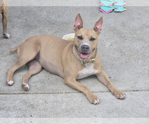 Medium Photo #1 Labrador Retriever-Unknown Mix Puppy For Sale in The Woodlands, TX, USA