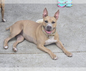 Labrador Retriever-Unknown Mix Dogs for adoption in The Woodlands, TX, USA