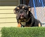 Small #2 English Bulldog