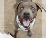 Small American Staffordshire Terrier Mix