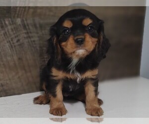Cavalier King Charles Spaniel Puppy for sale in CLARK, MO, USA