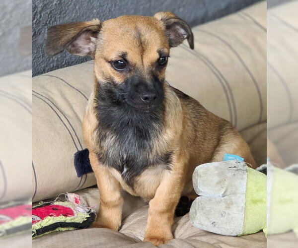 Medium Photo #2 Chiweenie Puppy For Sale in Chino Hills, CA, USA