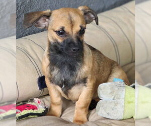 Freddie - Male Chiweenie Dog for Adoption - Photo #2