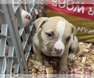 American Bully Puppy for sale in PROVIDENCE, RI, USA