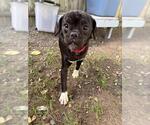 WILMA - Female Pug-Unknown Mix Dog for Adoption - Small photo