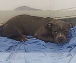 Small American Pit Bull Terrier