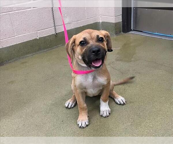 Medium Photo #1 Mastiff-Unknown Mix Puppy For Sale in Moreno Valley, CA, USA