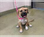 Small Mastiff Mix