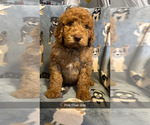 Puppy Puppy 9 Poodle (Standard)