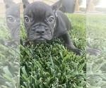 Small Photo #102 French Bulldog Puppy For Sale in CHARLOTTE, NC, USA
