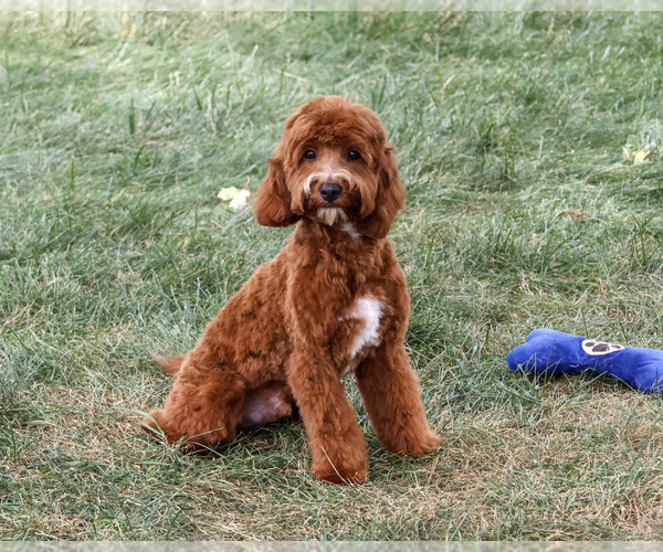 Medium Photo #6 Cavapoo (Miniature) Puppy For Sale in SYRACUSE, IN, USA