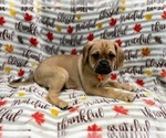 Small Photo #8 Puggle Puppy For Sale in LAKELAND, FL, USA